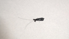 Mystacides azureus