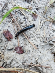 Phengodes laticollis