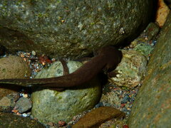 Dicamptodon tenebrosus