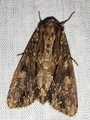 Apamea monoglypha