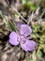 Calochortus nudus