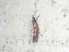 Chrysorthenches drosochalca