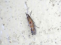 Chrysorthenches drosochalca