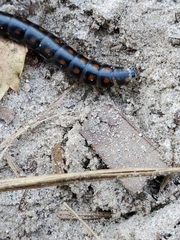 Phengodes laticollis