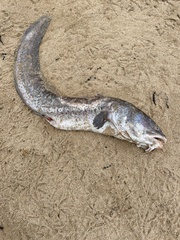 Genypterus tigerinus