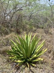 Agave missionum