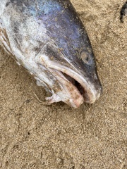 Genypterus tigerinus