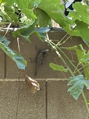Sceloporus occidentalis