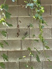 Sceloporus occidentalis