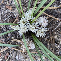Allium obtusum obtusum