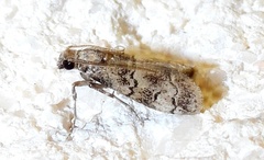 Cacotherapia flexilinealis