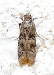 Cacotherapia flexilinealis
