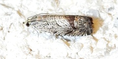 Ofatulena duodecemstriata