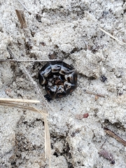 Phengodes laticollis