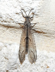 Euptilon ornatum