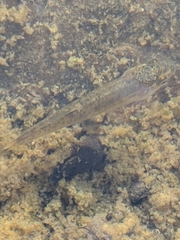 Rhinichthys osculus