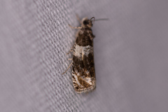 Olethreutes fasciatana