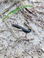 Phengodes laticollis