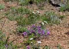 Oxytropis multiceps