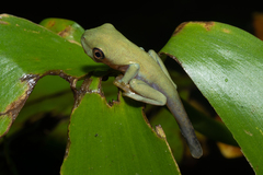 Agalychnis callidryas
