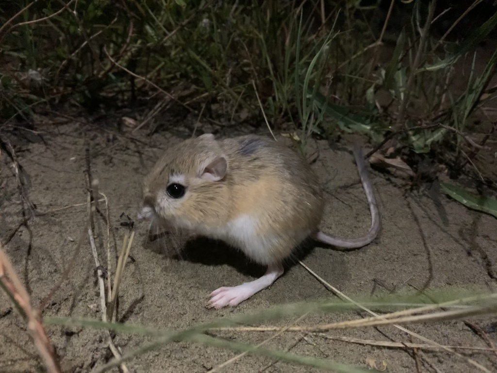 Ord's Kangaroo Rat from Special Area No. 2, AB, CA on July 02, 2022 at ...