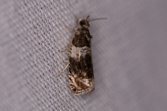 Olethreutes fasciatana