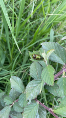 Calligrapha pantherina