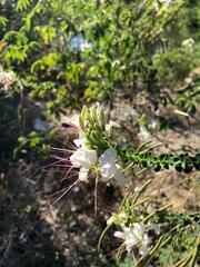Cleome spinosa