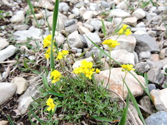 Draba sibirica