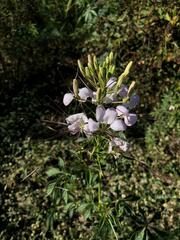 Cleome spinosa