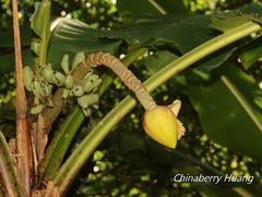 Musa itinerans kavalanensis