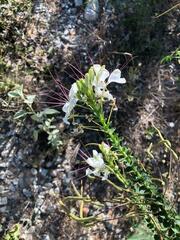 Cleome spinosa