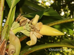 Musa itinerans kavalanensis