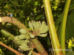 Musa itinerans kavalanensis
