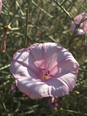 Convolvulus dorycnium
