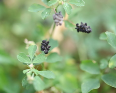 Medicago lupulina