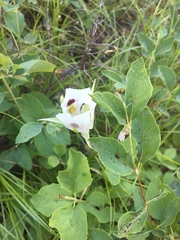 Calochortus eurycarpus