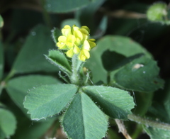 Medicago lupulina