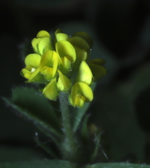 Medicago lupulina