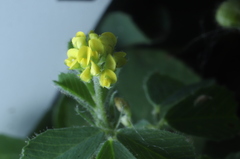 Medicago lupulina