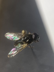 Cheilosia pagana