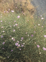 Convolvulus dorycnium