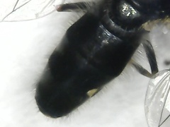 Cheilosia pagana
