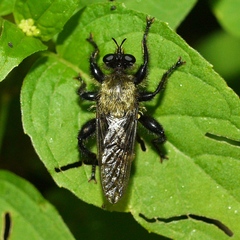 Laphria divisor