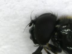 Cheilosia pagana