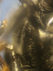 Cheilosia pagana