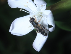 Syritta pipiens