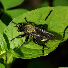 Laphria divisor