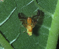 Strauzia longipennis