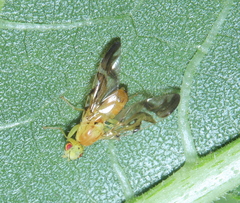 Strauzia longipennis